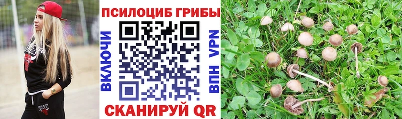 где купить наркоту  Южно-Сухокумск  Псилоцибиновые грибы GOLDEN TEACHER 